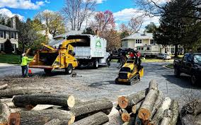 Best Tree Maintenance Programs  in Sylvania, GA