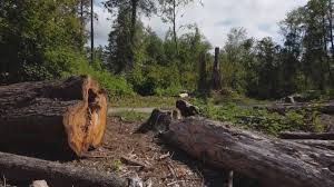 Best Tree Cabling and Bracing  in Sylvania, GA