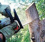 Reliable Sylvania, GA Tree Care Solutions