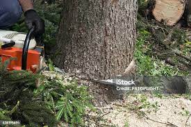 Best Tree Health Inspection  in Sylvania, GA