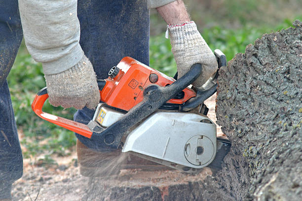 Best Lawn Maintenance Plans  in Sylvania, GA