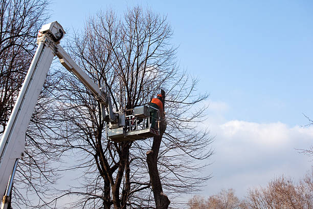 Best Tree Trimming and Pruning  in Sylvania, GA