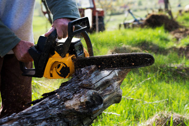 Best Root Management and Removal  in Sylvania, GA