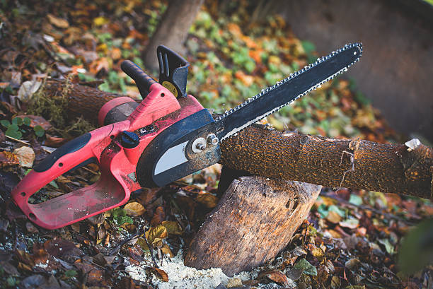 Best Emergency Tree Removal  in Sylvania, GA