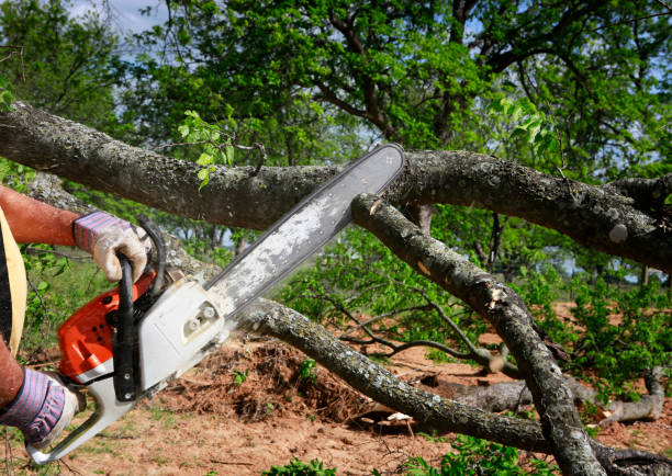 Best Tree Preservation Services  in Sylvania, GA