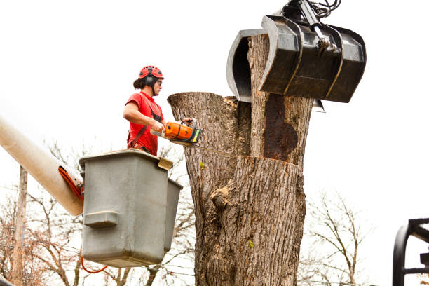 Tree and Shrub Care in Sylvania, GA